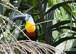 Channel Billed Toucan, Baganara Resort, Guyana.